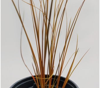 Осока бронзовая (Carex Bronze)