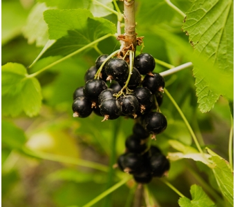 Смородина Голландская (черная) (Hollandische Ribes nigrum)