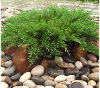 Можжевельник пестрый горизонтальный (Juniperus horizontalis)