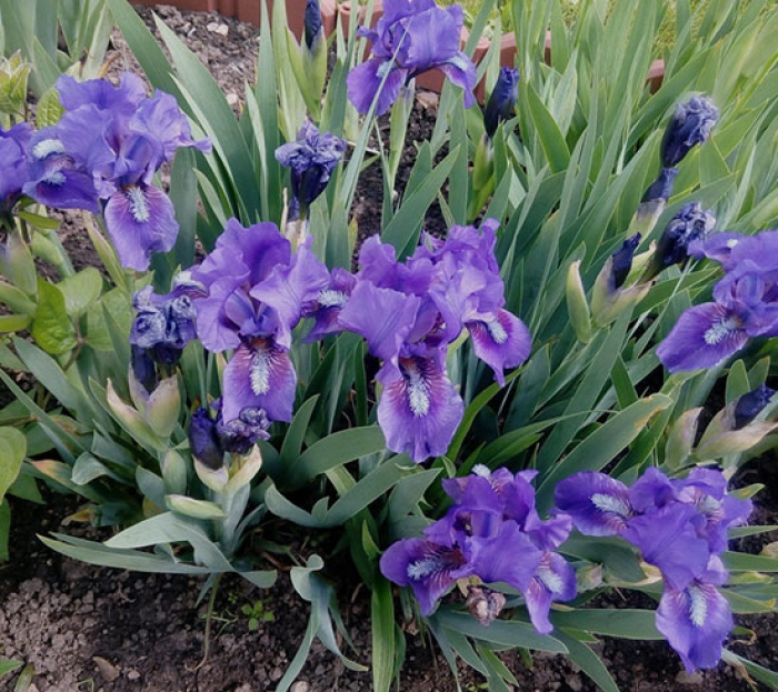 Ирис Карликовый (Iris pumila)