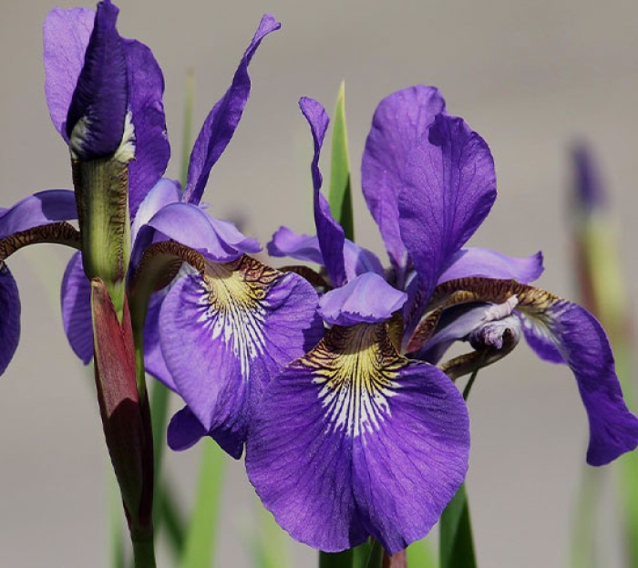 Сибирский Ирис (Iris sibirica)