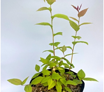 Спирея японская "Macrophylla"