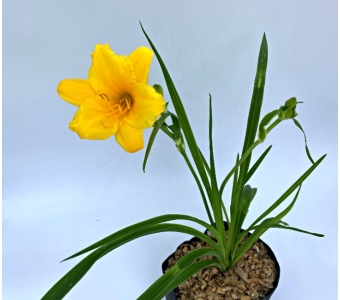 Лилейник желтый (Hemerocallis)